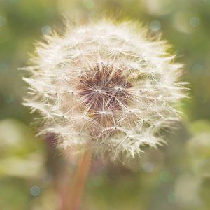 Dandelion 5x5 Metallic Photographic Art Print - Floral Nature Make a Wish